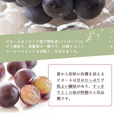 【発送月固定定期便】紀州和歌山産旬のフルーツセット(桃・梨・ピオーネ)全3回【配送不可地域：離島・北海道・沖縄県】