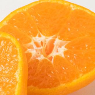 【上富田町】【2026年11月下旬より発送】完熟有田みかん　10kg