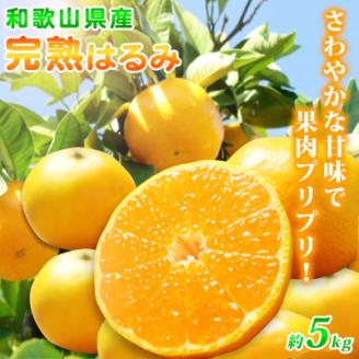 果肉ぷりぷり!完熟はるみ　5kg