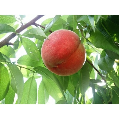 【2026年7月下旬より、順次発送】和歌山県産 川中島白桃 5～8玉入り《秀品》【配送不可地域：離島】