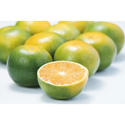 【2023年9月中旬頃より、順次発送】和歌山県産　ゆら早生YN-26みかん約10kg〈赤秀〉【配送不可地域：離島】