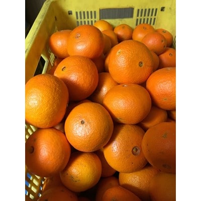 【2021年2月中旬以降出荷】希少な春柑橘『津之輝(つのかがやき)』約10kg〈赤秀/贈答用にも〉【配送不可地域：離島】