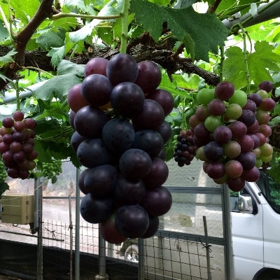 【2022年8月下旬以降出荷】和歌山県産 ピオーネ 4房入り(上富田町)【配送不可地域：離島】