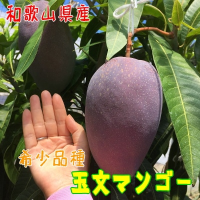 【希少マンゴー】濃厚玉文マンゴー　約800g(1～3玉入り)【配送不可地域：離島】