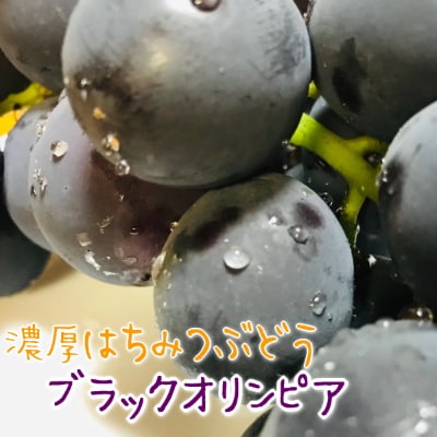 【夏秋の美味】フルーツ王国和歌山の濃厚ブラックオリンピア(はちみつぶどう)　約1kg(2～3房)【配送不可地域：離島】