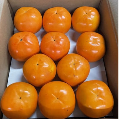 富有柿の新品種「紀州てまり」約7.5kg(22玉～32玉おまかせ)【上富田町】