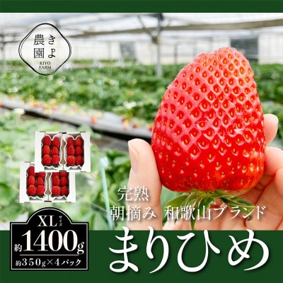 先行受付　大粒まりひめイチゴ　朝摘　6個～11個入×4パック【配送不可地域：離島】