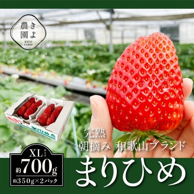 先行受付　大粒まりひめイチゴ　朝摘　6個～11個入×2パック【配送不可地域：離島】