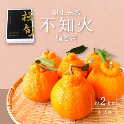 先行予約!【贈答用化粧箱入】 不知火 樹上完熟 約2kg (5～8個入)