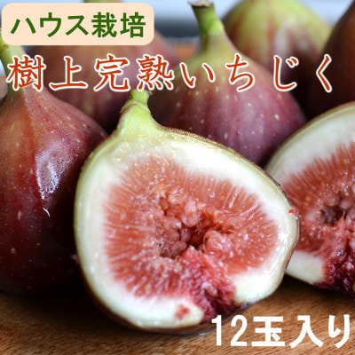 【ハウス栽培】和歌山県産樹上完熟いちじく12玉入り(上富田町)【配送不可地域：離島・北海道・沖縄県】