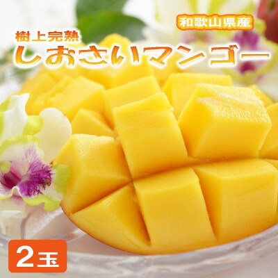 和歌山県産 樹上完熟しおさいマンゴー(2玉入り)(上富田町)