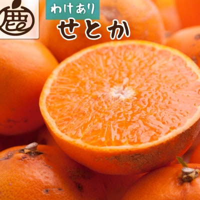 家庭用 せとか1kg+250g(傷み補償分)【柑橘・春みかんの王様】【訳あり】【光センサー選果】【配送不可地域：離島・北海道・沖縄県】