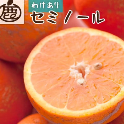 家庭用 セミノールオレンジ1kg+250g(傷み補償分)【春みかん】【訳あり】【光センサー選果】【配送不可地域：離島・北海道・沖縄県】