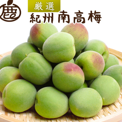厳選 紀州南高梅(青梅)5kg+250g(傷み補償分)【梅干し・梅酒・梅ジュースに】【配送不可地域：離島・北海道・沖縄県】