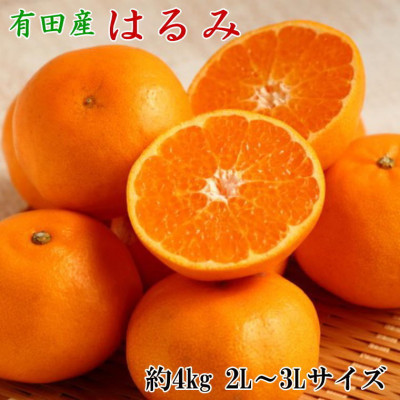 【厳選・濃厚】紀州有田産のはるみ約4kg(サイズおまかせ)(上富田町)