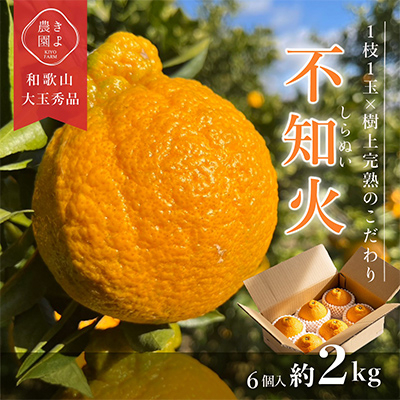 先行受付　不知火　希少な樹上完熟!　秀品大玉　6個入