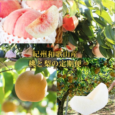 【発送月固定定期便】紀州和歌山産旬のフルーツセット(8月:桃3玉・9月:梨3玉)全2回【配送不可地域：離島・北海道・沖縄県】