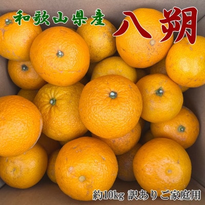 [手選果 訳あり]和歌山由良町産八朔約10kg(サイズ混合・ご家庭用)(上富田町)