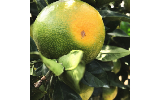 【先行予約】 【2026年9月～発送】ご家庭用青切り有田みかん 約7.5kg+200g(傷み補償分) / みかん 果物 くだもの フルーツ 柑橘【ard146B】