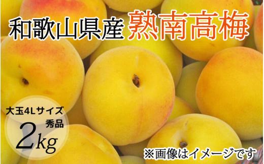 【梅干・梅酒用】大玉4Lサイズ約2kg 熟南高 生梅 赤秀品＜2026年6月上旬～7月7日発送予定＞【ART01】/ 梅 梅干し ウメ 青梅 生梅 梅シロップ うめ 生梅 梅酒 梅ジュース 南高梅 フルーツ 果物 くだもの 食品 人気 おすすめ 送料【art023A】
