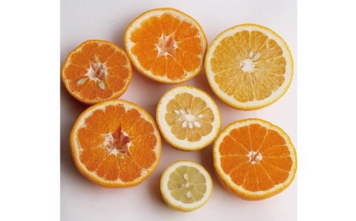 ＜1月より発送＞厳選 柑橘詰合せ 2.5kg+250g（傷み補償分）【有田の春みかん詰め合わせ・フルーツ詰め合せ・オレンジつめあわせ】【光センサー選別】【ikd040D】 