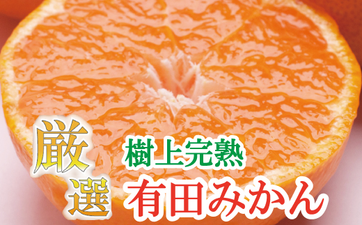 プレミアム有田みかん5kg+250g（傷み補償分）11月より発送(完熟)【光センサー選果】＜11月上旬より順次発送予定＞ / みかん ミカン 果物 フルーツ くだもの 和歌山 有田みかん 【ikd114C】