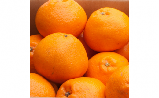 ＜先行予約＞厳選はるみ1kg+250g（傷み補償分）【デコポンの姉妹品種・新食感春みかん】【光センサー選別】＜2月より発送＞ ※北海道・沖縄・離島への配送不可 フルーツ 果物 くだもの 柑橘【ikd141B】