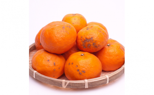 ＜4月より発送＞家庭用 カラマンダリン2kg+60g（傷み補償分）【南津海・なつみ】【希少な春柑橘】【わけあり・訳あり】【みかんと同じように食べられます】※北海道・沖縄・離島への配送不可【ikd143】