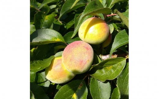 ＜6月発送＞家庭用 紀州南高梅(青梅)2.5kg+75g（傷み補償分）【朝摘み・とれたて直送便】【梅干し・梅酒・梅ジュース】【和歌山産】【わけあり・訳あり】 ※北海道・沖縄・離島への配送不可 青梅 青梅 青梅 青梅 青梅 青梅 青梅 青梅 青梅 青梅 青梅 青梅【ikd169】