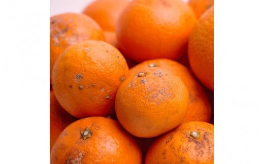 ＜2月より発送＞家庭用 清見オレンジ 2.5kg+250g（傷み保証分）【光センサー食頃出荷】【樹上完熟きよみオレンジ・清見タンゴール・清美】【わけあり・訳あり】/ きよみオレンジ オレンジ みかん ミカン くだもの 果物 フルーツ 柑橘【ikd199B】 