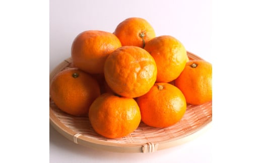 【先行予約】プレミアム有田みかん 10kg+250g（傷み補償分） ※11月より発送(完熟)【光センサー選果】 ※北海道・沖縄・離島配送不可 /みかん ミカン 果物 果実 有田 和歌山 フルーツ オレンジ【ikd215】