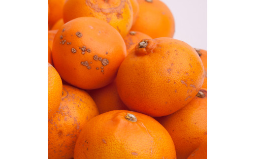 ＜2月より発送＞家庭用 せとか 2.5kg+250g（傷み補償分）【柑橘・春みかんの王様】【わけあり・訳あり】【光センサー選果・食べ頃出荷】【2026年2月中旬より発送】/ みかん くだもの 果物 フルーツ 柑橘 和歌山【ikd236A】