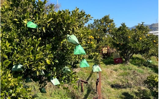 【先行予約】【数量わずか】樹上完熟しらぬい（不知火） 約2kg(6個) 秀品 2026年2月末～2026年4月中旬頃に順次発送予定（お届け日指定不可）/ 和歌山 みかん しらぬい 不知火 フルーツ 柑橘 蜜柑 果物 くだもの【kgr005】