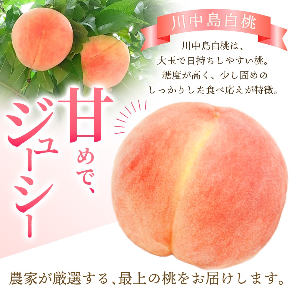 【予約受付】こだわり農家厳選 川中島白桃 和歌山産の桃 <大玉特秀品> 嬉しい食べきり容量 3玉 2026年7月末頃～2026年8月末頃に順次発送予定（お届け日指定不可）/ 桃 もも 川中島 白桃 フルーツ 果物 くだもの 【kgr012】