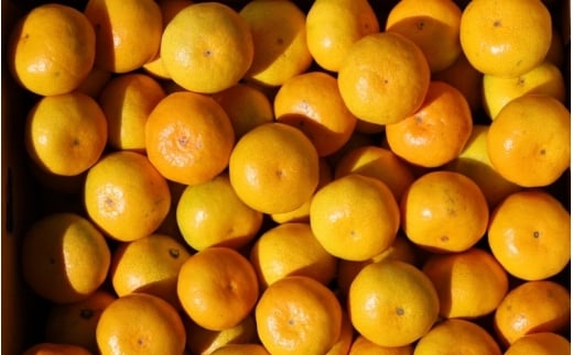 【ご家庭用】手選別 温州みかん 約8kg 和歌山県産 2S~2Lサイズ混合※2025年11月上旬～2026年2月中旬ごろに順次発送【mrmt042】 