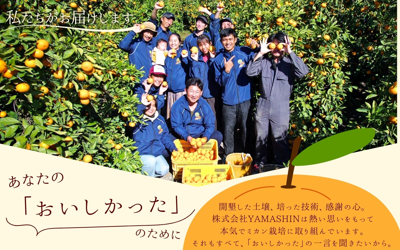 【2026年12月発送予約分】【家庭用】【農家直送】こだわりの有田みかん 約8kg＋250g(傷み補償分) 有機質肥料100% サイズ混合　【12月発送】※北海道・沖縄・離島配送不可 フルーツ くだもの 果物 みかん みかん みかん オレンジ 【nuk100-12C】