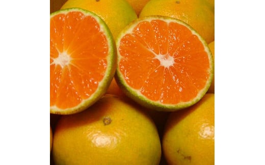 【2026年秋頃発送予約分】＼農家直送／甘くて濃厚！希少品種 ご家庭用 ゆら早生みかん 約5kg サイズ混合 ※2026年10月上旬より順次発送予定（お届け日指定不可）【nuk109E】