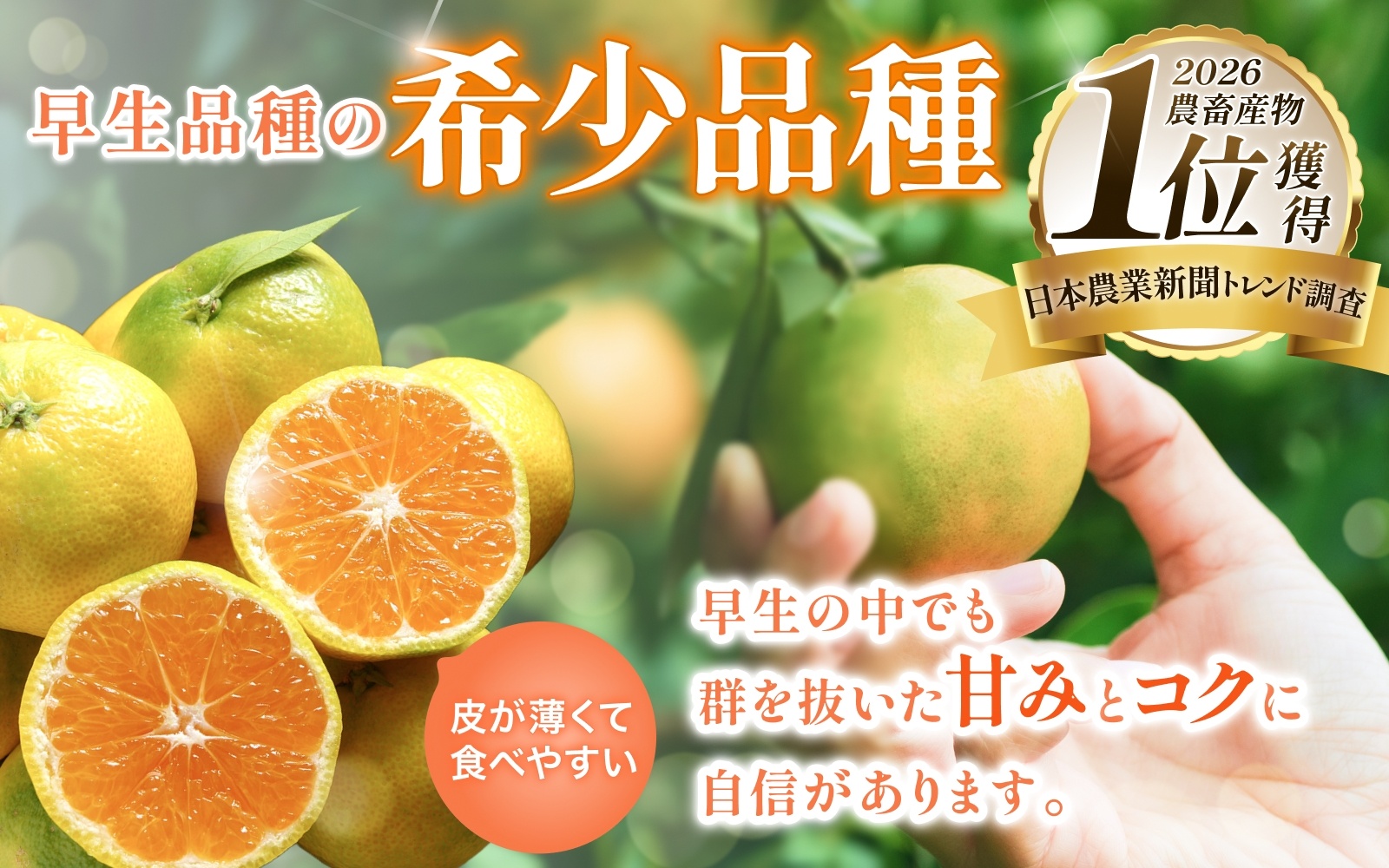 【2026年秋頃発送予約分】＼光センサー選別／＼農家直送／甘くて濃厚！希少品種 ご家庭用 ゆら早生みかん  約10kg　サイズ混合　※2026年10月上旬より順次発送予定（お届け日指定不可）【nuk110C】