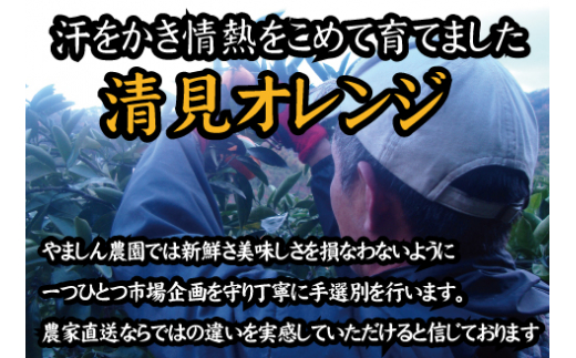 【農家直送】果汁たっぷり！清見オレンジ 約5kg  有機質肥料100%　 サイズ混合　※2026年3月上旬より順次発送予定（お届け日指定不可）【nuk112B】