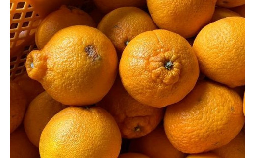 【数量限定】ちょこっと訳あり 不知火 デコポン 約5kg【ご家庭用】※2026年2月中旬～4月中旬に発送予定（お届け日指定不可）/ 不知火 デコポン 柑橘 みかん 果物 くだもの フルーツ みかん 有田みかん ミカン 【nuk120D】