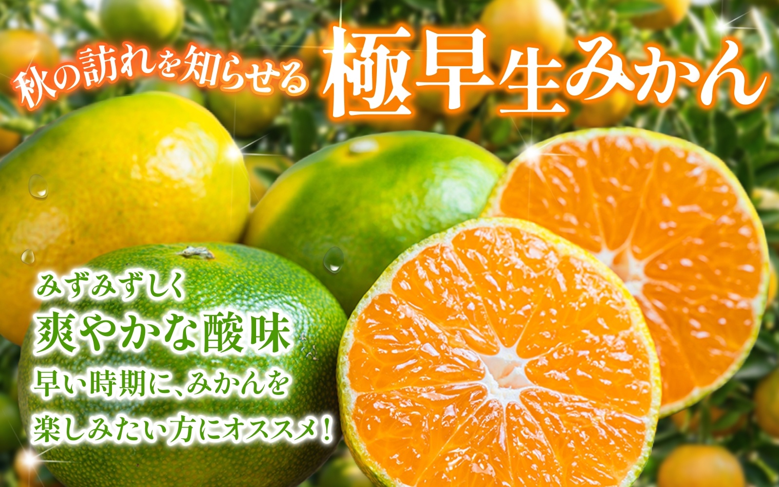 【2026年9月~発送】 極早生みかん 【農家直送】 こだわりの極早生みかん 約7.5kg 【数量限定】 有機質肥料100% サイズ混合 ※2026年9月下旬より順次発送予定（お届け日指定不可）【nuk136D】