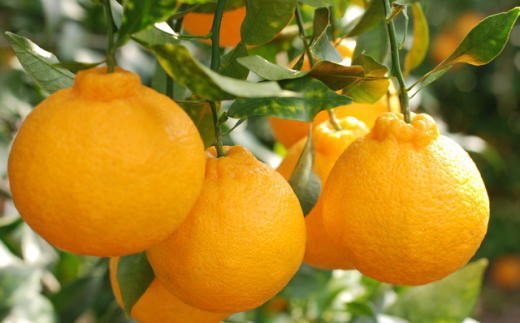 【先行予約】【お味濃厚】紀州有田産の大玉デコポン約5kg（12玉～18玉入り・青秀以上）※2026年1月中旬～2026年3月中旬頃順次発送 / 果物 くだもの フルーツ オレンジ みかん 和歌山【tec811B】