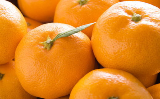 【産直・秀品】和歌山下津みかん7.5kg(サイズ混合)【tec872】