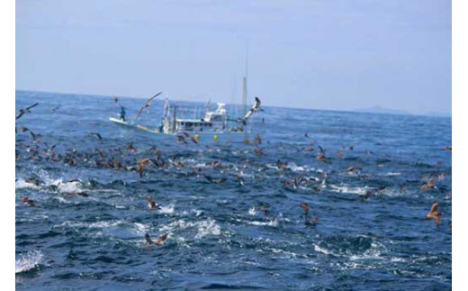 【マグロキャストチャーター】第八大洋丸 1日チャーター券(大人6名迄)　/まぐろ 鮪【tym100】