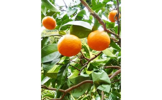 【先行予約】 初夏のみかん　なつみ5kg  ※2026年4月中旬頃〜2026年4月下旬頃順次発送予定(お届け日指定不可) / 果物 フルーツ 柑橘 くだもの 和歌山 有田みかん みかん オレンジ【uot501-2】