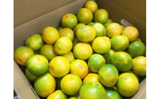 【先行予約】紀州和歌山有田産ゆら早生みかん 5kg　※2026年10月下旬頃〜2026年11月上旬頃順次発送（お届け日指定不可）/ ゆら早生  みかん ミカン  和歌山 早生【uot721】