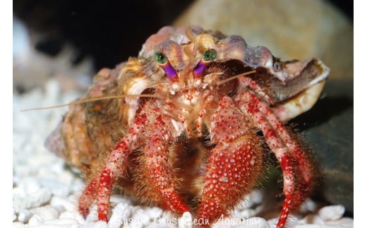  ＼たくさんの生物と触れ合える♪／　エビとカニの水族館 ３名様チケット【ebk002】