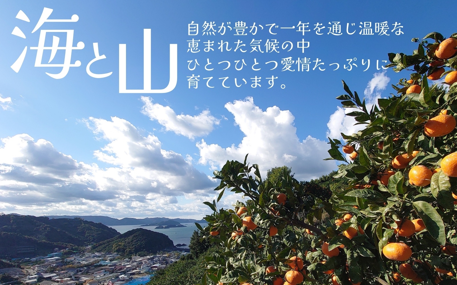 有田みかん 手選別 こだわりの和歌山県産 3kg (S～Lサイズ) 生産者直送 みかん フルーツ 柑橘 果物 蜜柑【hdm004A】