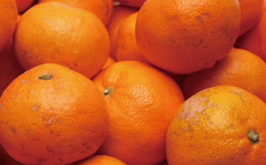 家庭用有田みかんサイズ混合(2S～2L)7.5kg+250g 11月より発送(完熟)【わけあり・訳あり】【光センサー選果】＜11月上旬より順次発送予定＞ みかん ミカン 蜜柑 フルーツ 果物 柑橘【ikd116D】