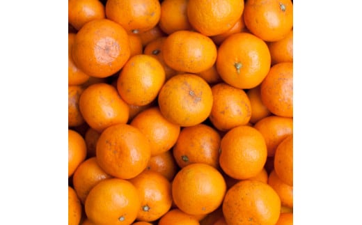 【先行予約】家庭用小さな有田みかん小さな(S以下)2.5kg+250g 10月より発送【わけあり・訳あり】【光センサー選果】※北海道・沖縄・離島への配送不可【ikd153B】